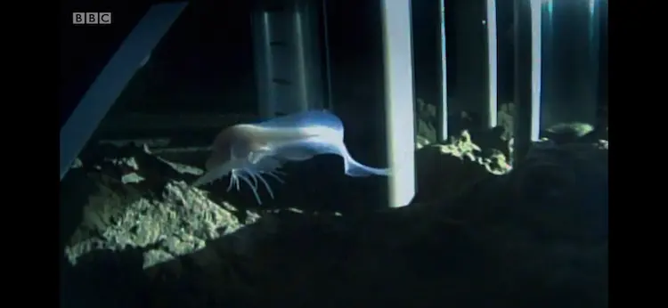 Ethereal snailfish ([undescribed]) as shown in Blue Planet II - The Deep